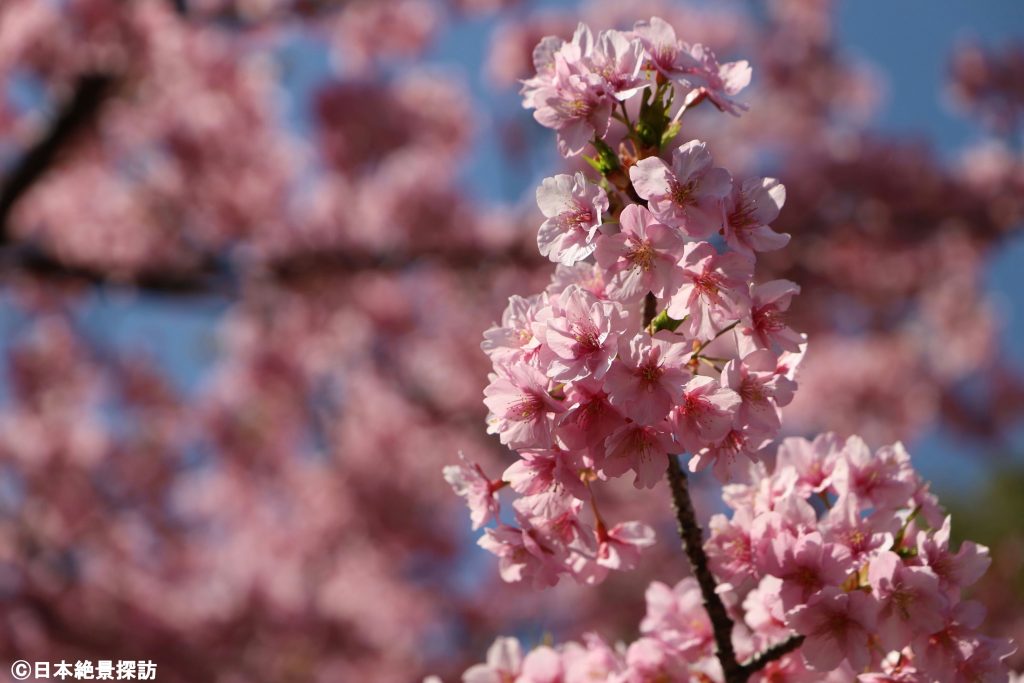 大横川（東京都江東区）の河津桜・真っ直ぐ伸びて