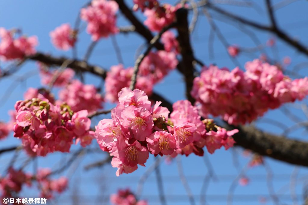 大横川（東京都江東区）の河津桜・向かって来るよう