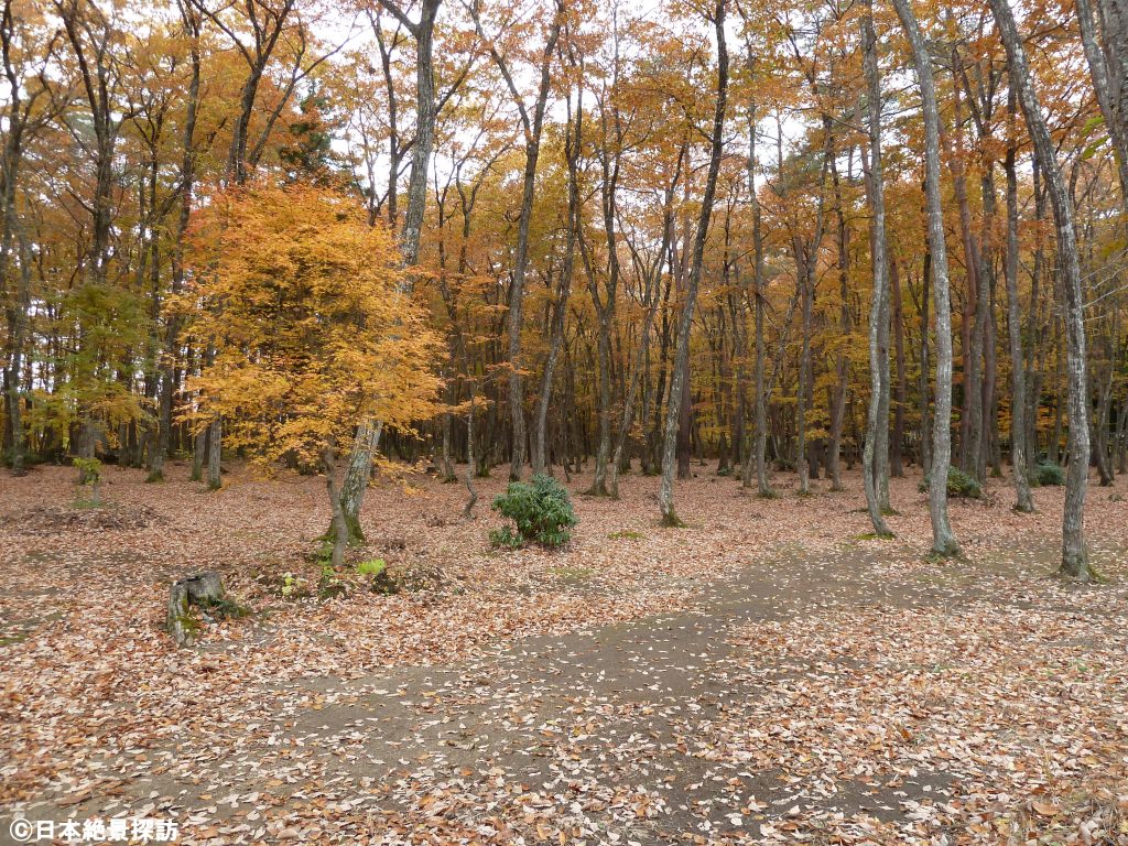 塔のへつり（福島県下郷町）・紅葉の森