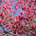 白石城（宮城県白石市）の紅梅