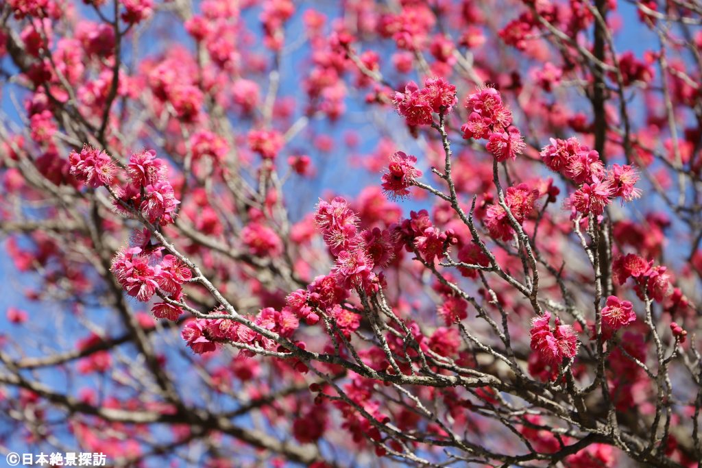 白石城（宮城県白石市）の紅梅
