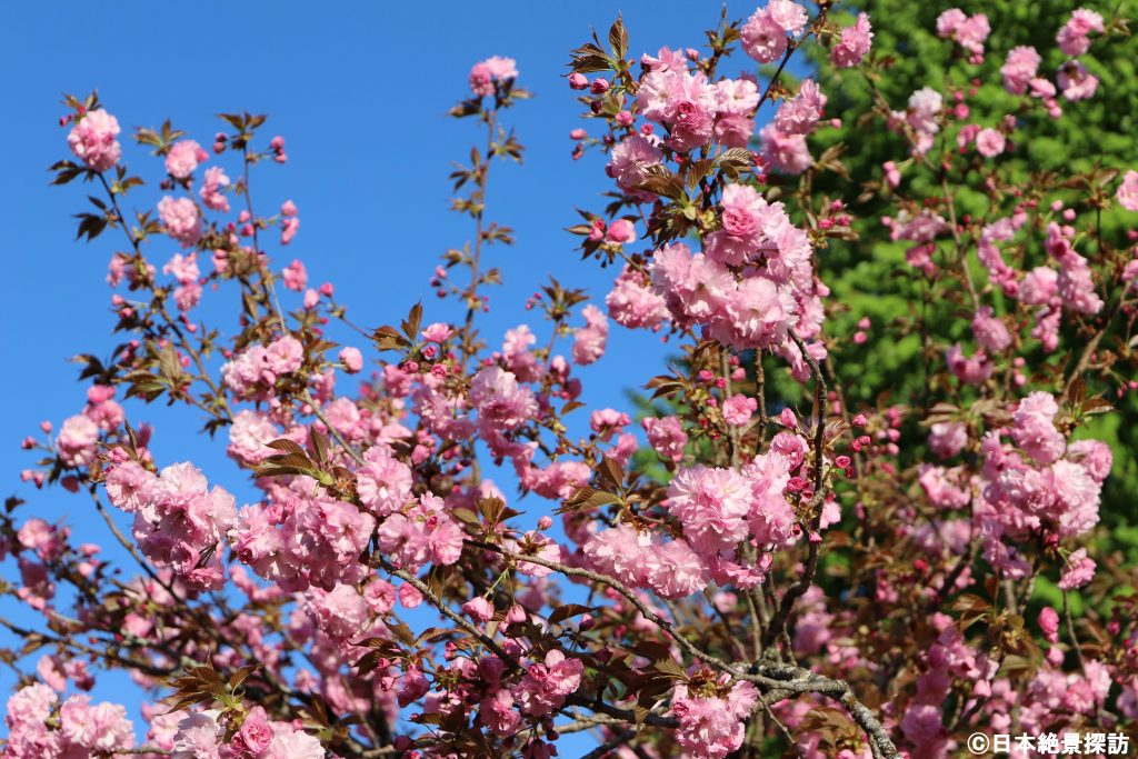 美女高原（岐阜県高山市）・GWの頃に春の花が咲いた年