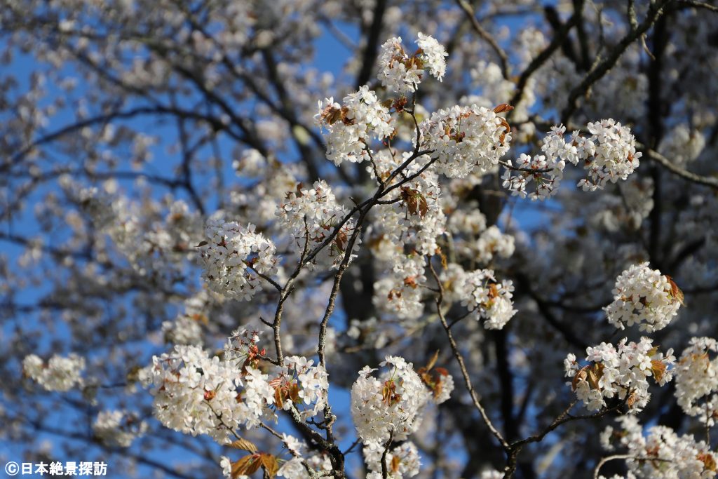 美女高原（岐阜県高山市）・5月の桜