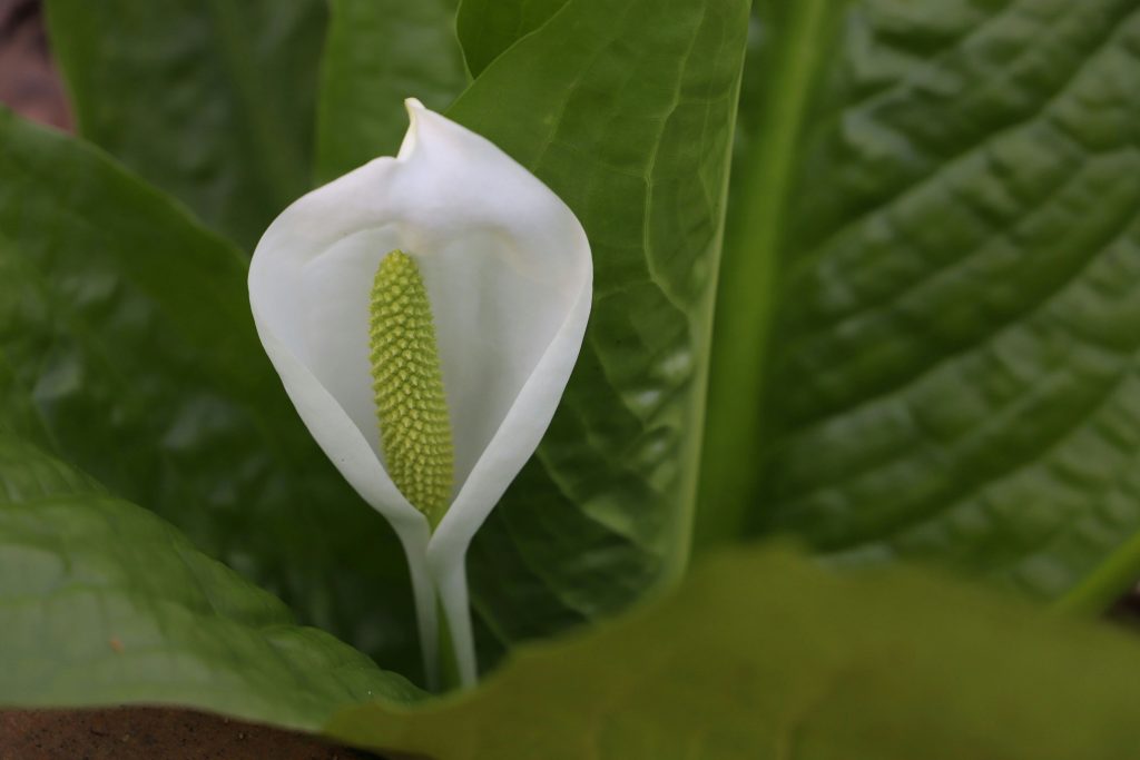 美女高原（岐阜県高山市）
