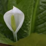 美女高原（岐阜県高山市）