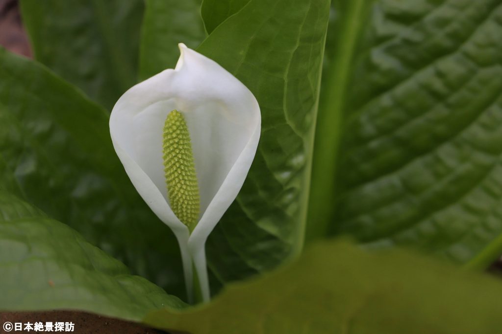 美女高原（岐阜県高山市）の水芭蕉