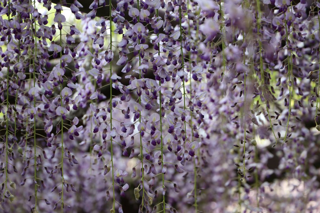正法寺/藤の寺（滋賀県日野町）