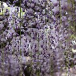 正法寺/藤の寺(滋賀県日野町)