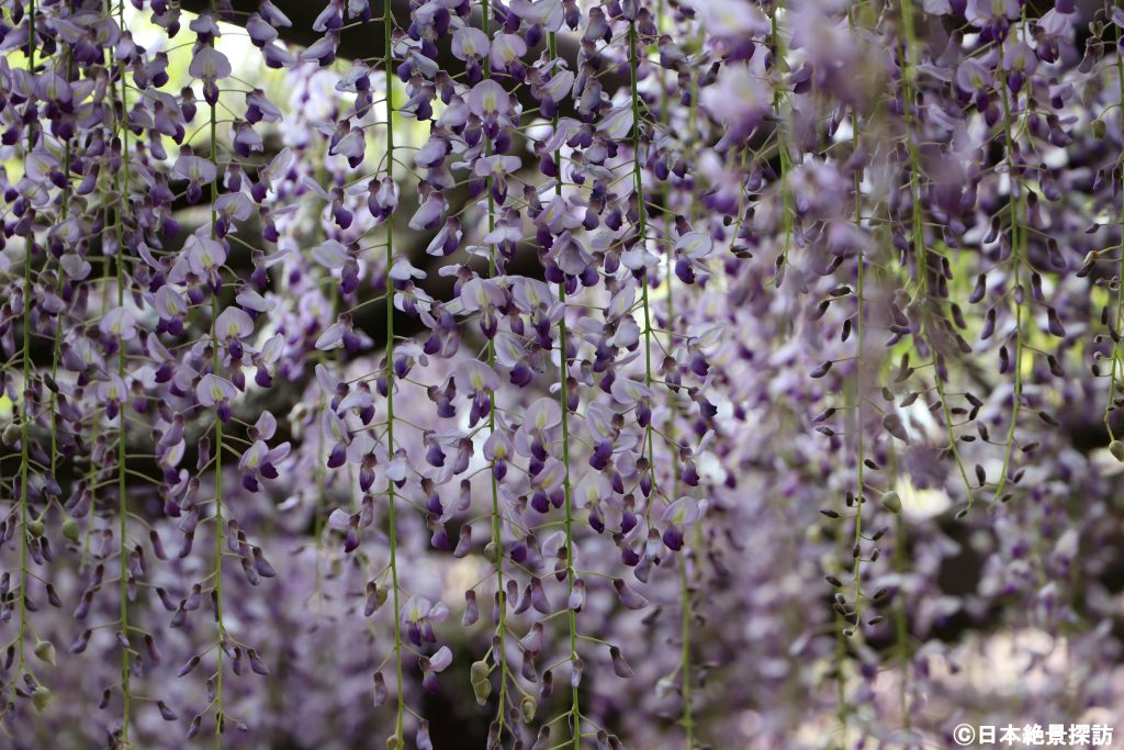 どこまでも広がる藤棚・正法寺（滋賀県日野町）にて