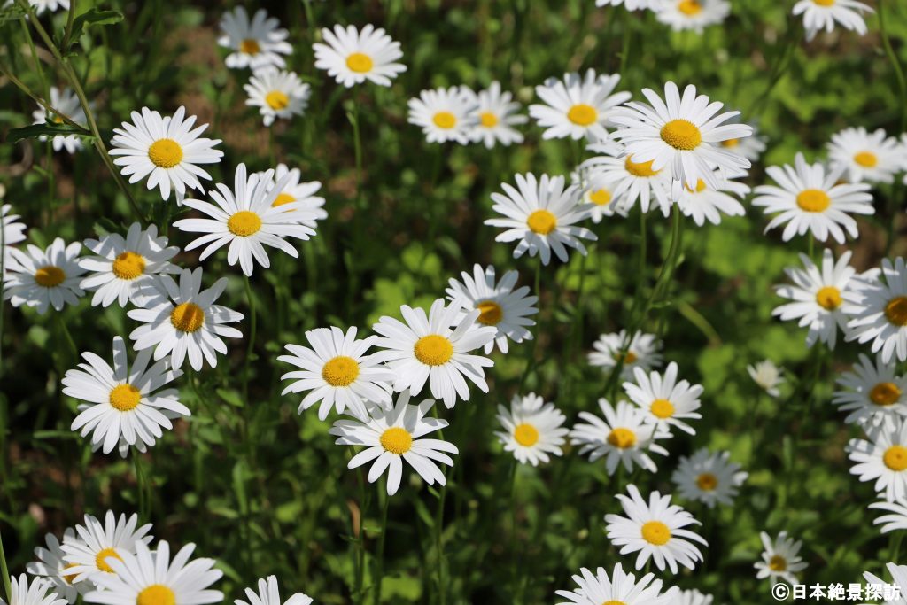 北の恋人岬（宮城県南三陸町）・岬の入口に咲く花
