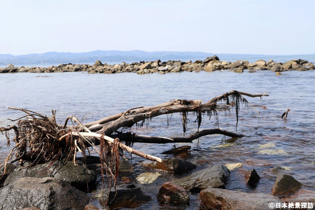 雨晴海岸（富山県高岡市）・流木